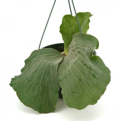 Platycerium elephantotis - HB