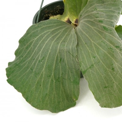 Platycerium elephantotis - HB