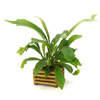 Platycerium - Vanda Basket