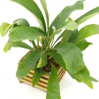 Platycerium - Vanda Basket