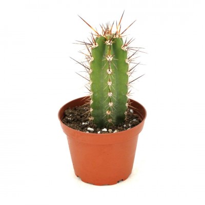 Polaskia chichipe