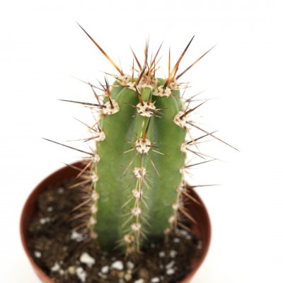 Polaskia chichipe