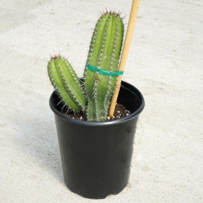 Polaskia chichipe 10in - Washington - Cascade Tropicals
