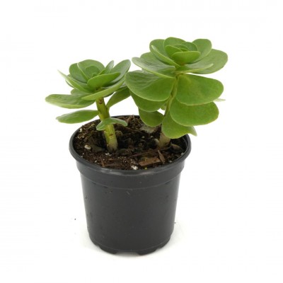 Portulaca molokiniensis
