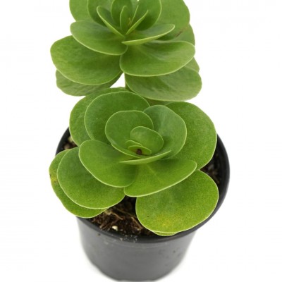 Portulaca molokiniensis