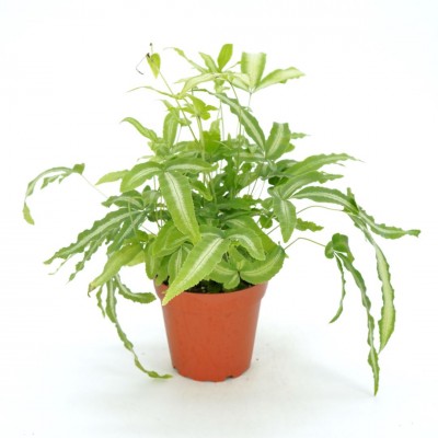 Pteris cretica 'Albo-Lineata'