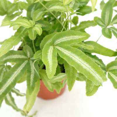 Pteris cretica 'Albo-Lineata'