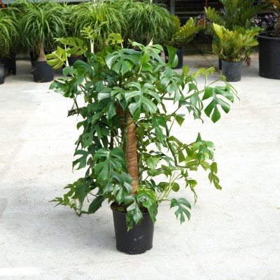 Rhaphidophora tetrasperma - pole