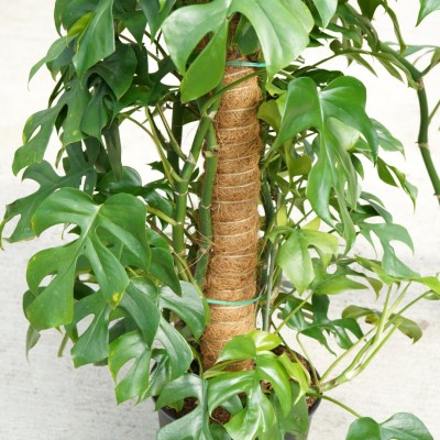 Rhaphidophora tetrasperma - pole