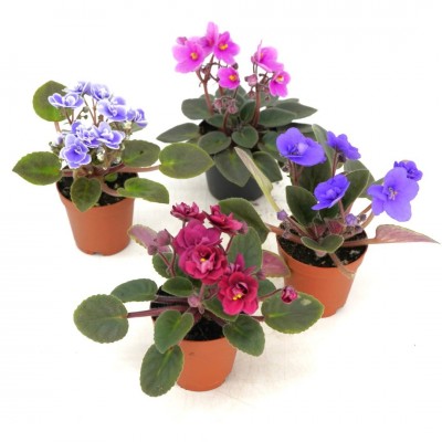 Saintpaulia ionantha