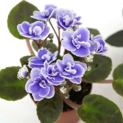 Saintpaulia ionantha