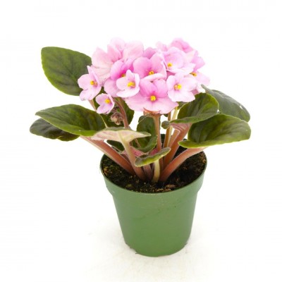 Saintpaulia ionantha