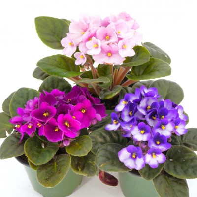 Saintpaulia ionantha