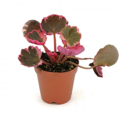 Saxifraga stolonifera 'Tricolor'