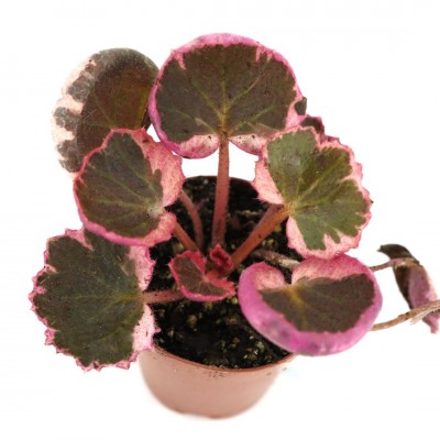 Saxifraga stolonifera 'Tricolor'