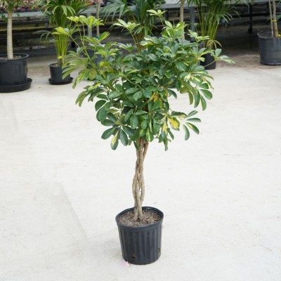 Schefflera arboricola 'Gold Capella' - braid