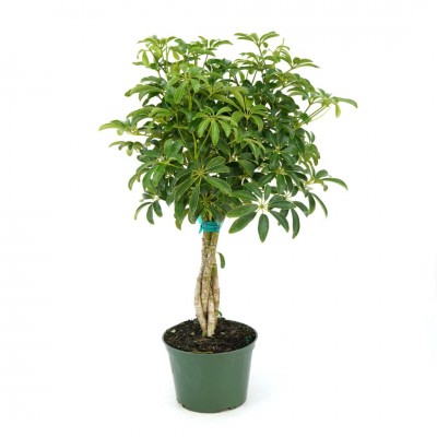Schefflera arboricola - braid 6in - Washington - Cascade Tropicals