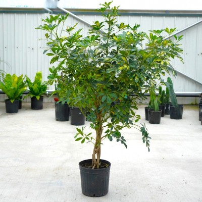 Schefflera arboricola 'Gold Capella' - braid
