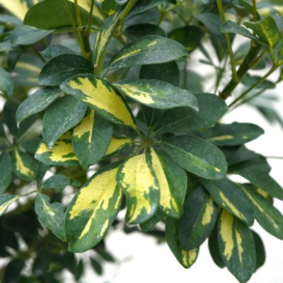 Schefflera arboricola 'Gold Capella' - braid