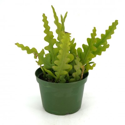 Selenicereus anthonyanus - upright