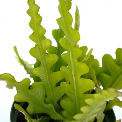 Selenicereus anthonyanus - upright