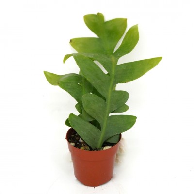 Selenicereus anthonyanus
