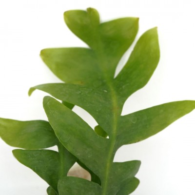 Selenicereus anthonyanus
