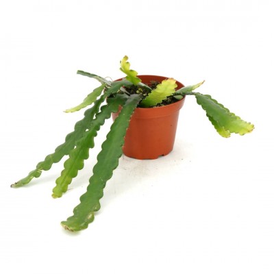 Selenicereus anthonyanus