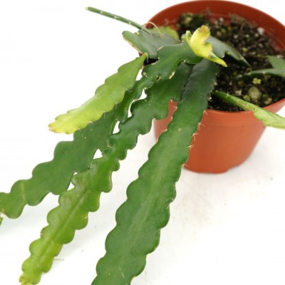 Selenicereus anthonyanus