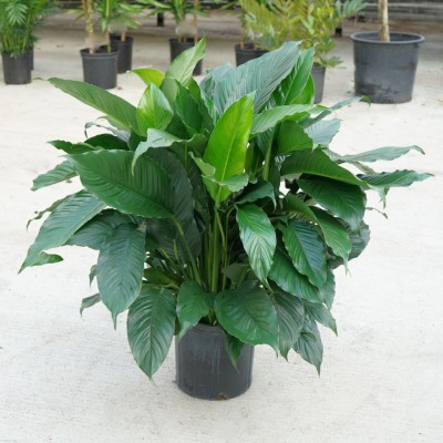 Spathiphyllum