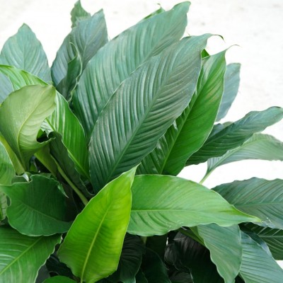 Spathiphyllum