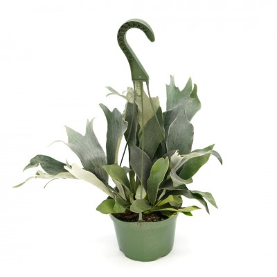 Platycerium bifurcatum - HB