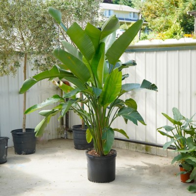 Strelitzia nicolai 17in - Washington - Cascade Tropicals