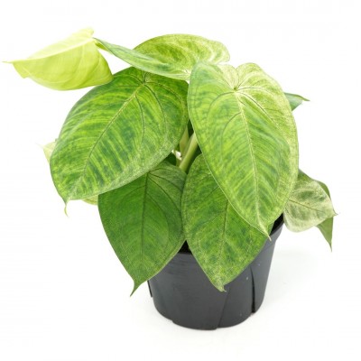 Syngonium macrophyllum 'Frosted Heart' - HB
