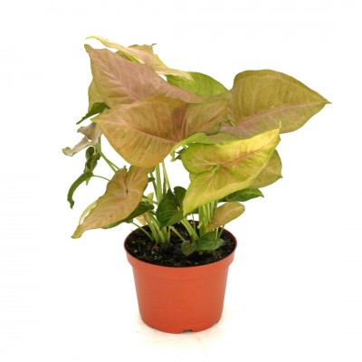 Syngonium pod. 'Neon Robusta'