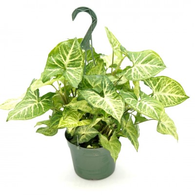 Syngonium podophyllum - HB