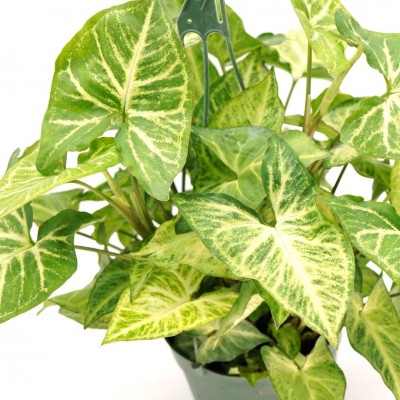 Syngonium podophyllum - trellis