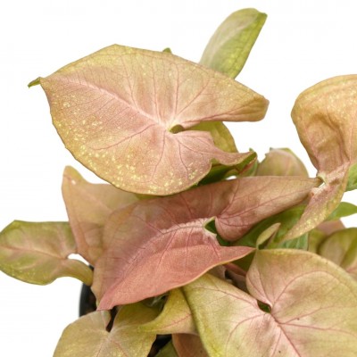 Syngonium pod. 'Neon Robusta'