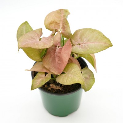 Syngonium pod. 'Neon Robusta'