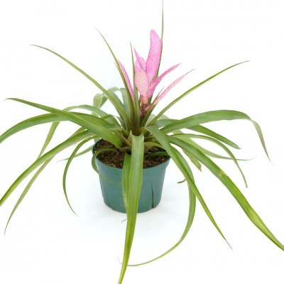Tillandsia 'Antonio'