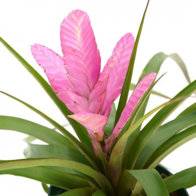 Tillandsia 'Antonio'