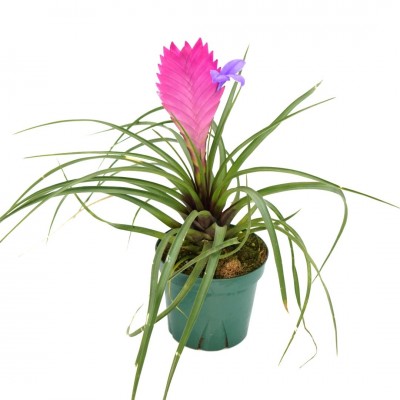 Tillandsia cyanea ‘White' T'S TROPICALS Araflora, exotic flora & more - Tillandsia cyanea 'Ivory tower'