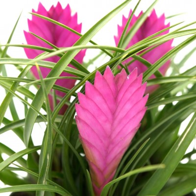 Tillandsia cyanea - triple