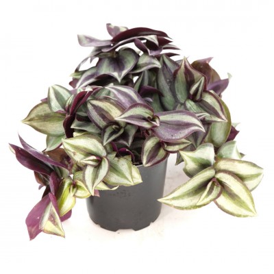 Tradescantia zebrina Purple