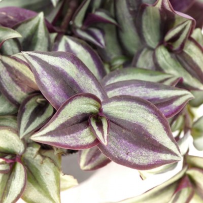 Tradescantia zebrina Purple