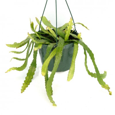 Selenicereus anthonyanus - HB