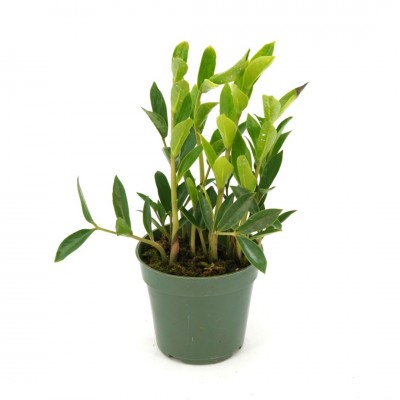 Zamioculcas zamiifolia 'Zamicro'