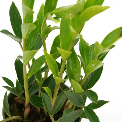 Zamioculcas zamiifolia 'Zamicro'