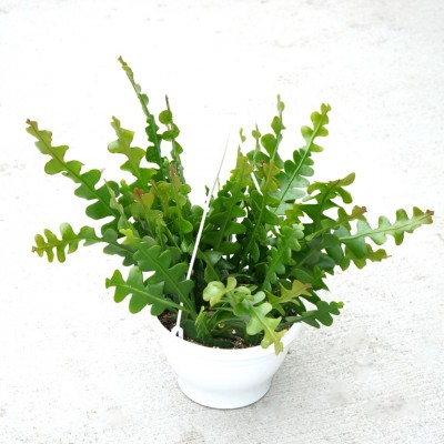 Selenicereus anthonyanus - HB