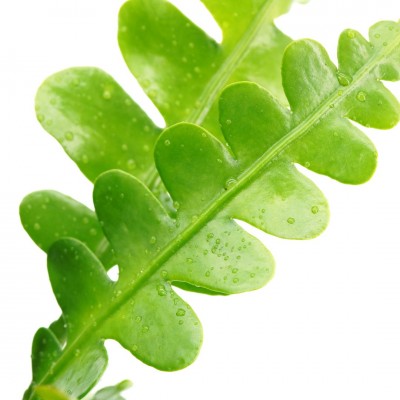 Selenicereus anthonyanus - HB